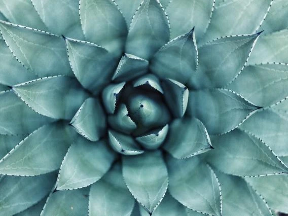 agave plant